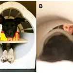 Do dogs get smarter with age?