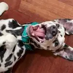 Do dogs have a sense of humor?