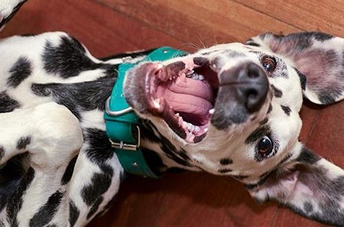 Do dogs have a sense of humor?