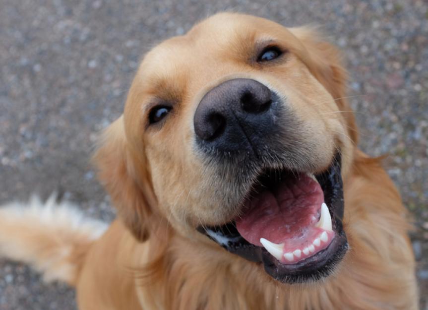 Do dogs know how to smile?
