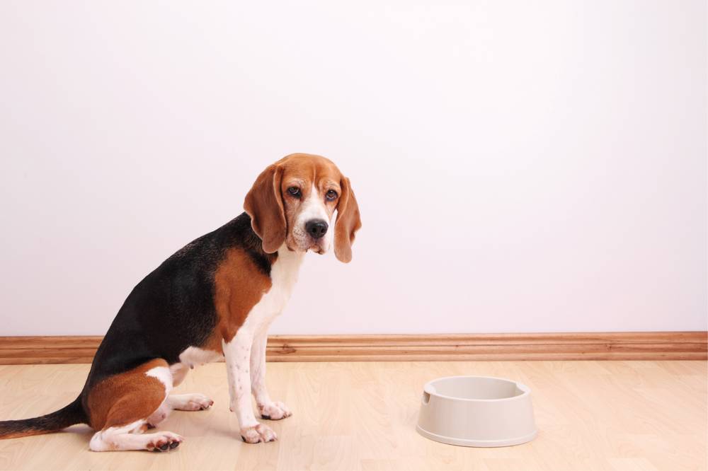 Do dogs need salt in their diet?