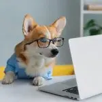 Do dogs understand physical laws?