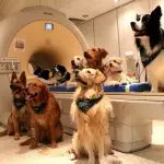 Do dogs understand what people tell them?