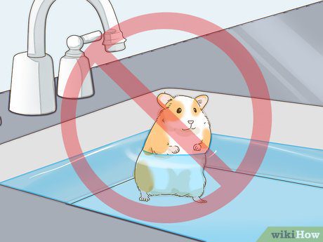 Do hamsters need to be bathed?