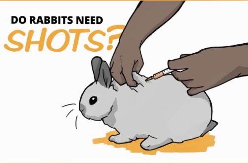 Do pet rabbits need vaccinations?