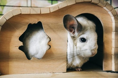 Do rodents need a house and what kind?