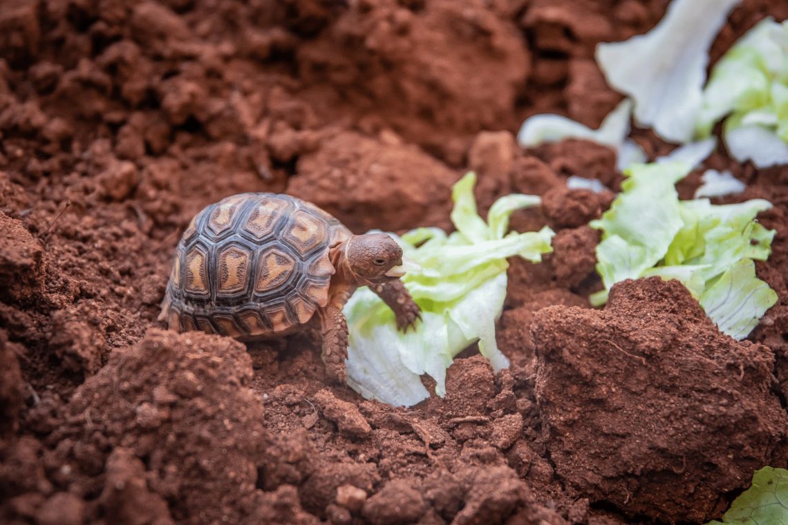 Do tortoises need soil?