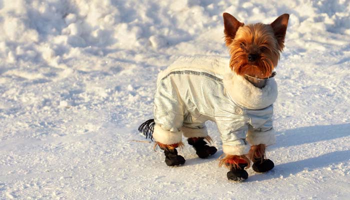 Do you need to dress up your dog?