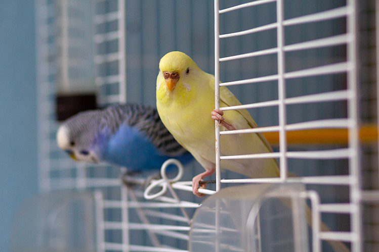 Does a budgerigar need a pair?