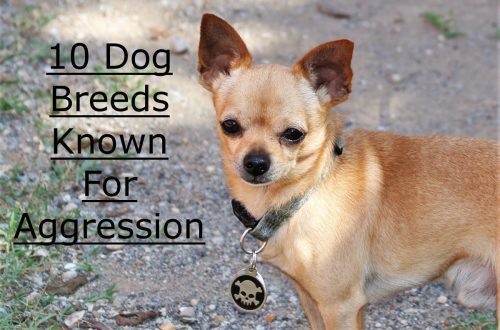 Does a dog&#8217;s aggressiveness vary by breed?