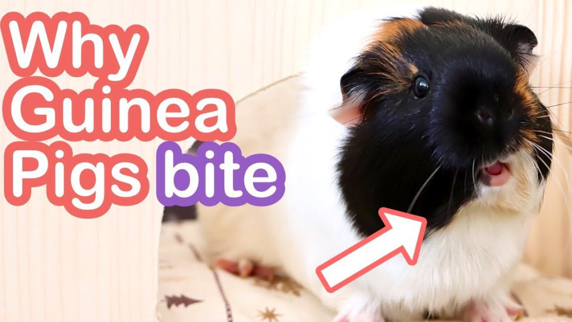Does a guinea pig bite?