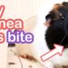 Signs of pregnancy in guinea pigs