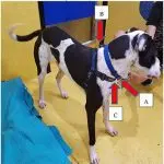 Does a leash affect a dog’s behavior?