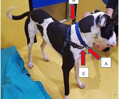 Does a leash affect a dog&#8217;s behavior?