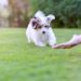 Does dominance theory work in dogs?