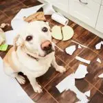 Does the dog behave worse around the owner?