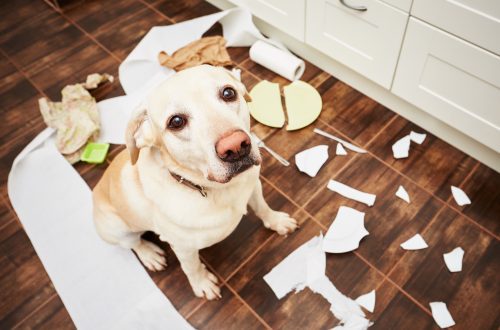 Does the dog behave worse around the owner?
