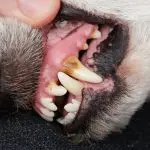 Does your dog have tartar?
