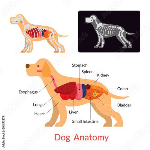 kutya anatómiája