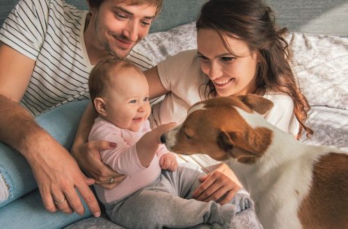 Dog and baby: how to introduce?