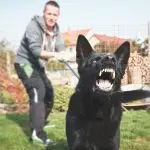 dog barking at guests