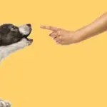 Dog barks during training