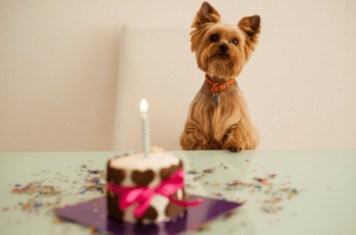 Dog birthday: how to celebrate?