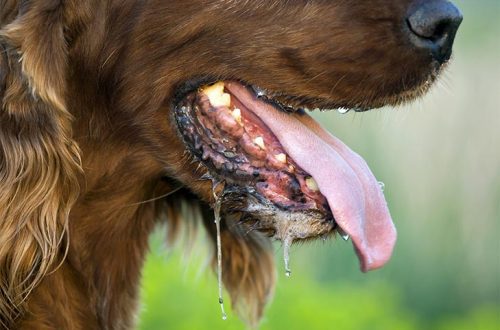 Dog breath odor: causes and how to get rid of it?