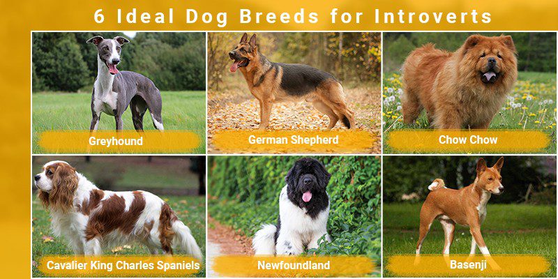 Dog breeds for introverts