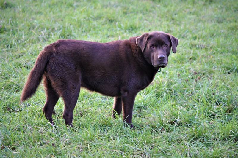 Dog breeds prone to obesity