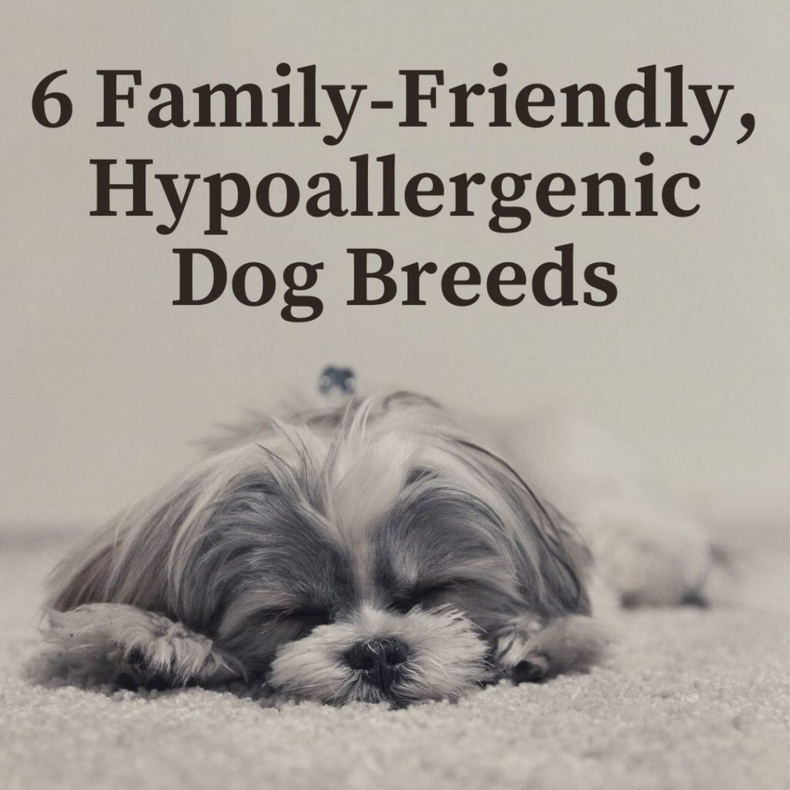 Dog breeds that are not suitable for families with children