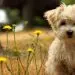 Dog breeds for allergy sufferers