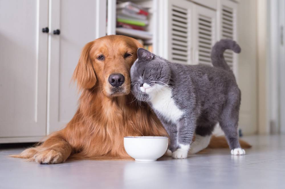 Dog breeds that get along well with cats