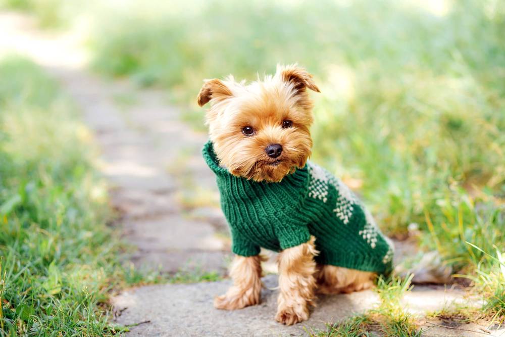Dog breeds that need winter clothes