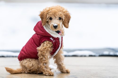 Dog breeds that need winter clothes
