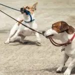 Dog chewing on a leash