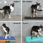 Dog Fitness: Exercise