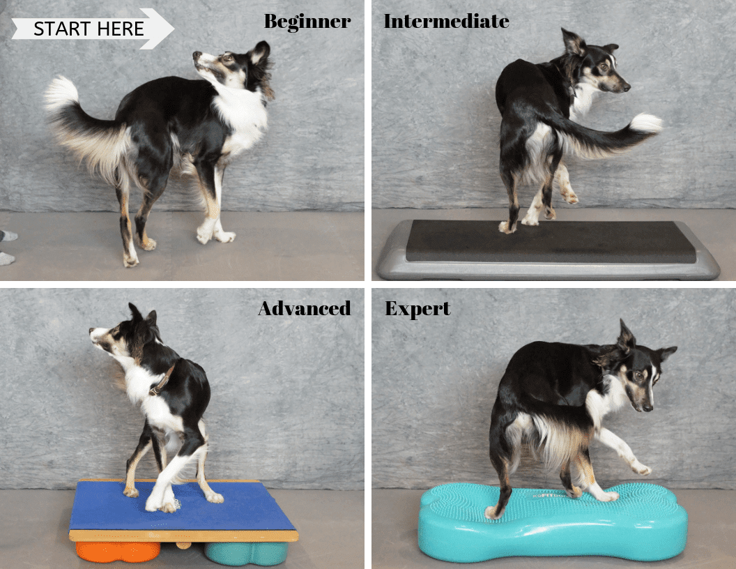 Dog Fitness: Exercise
