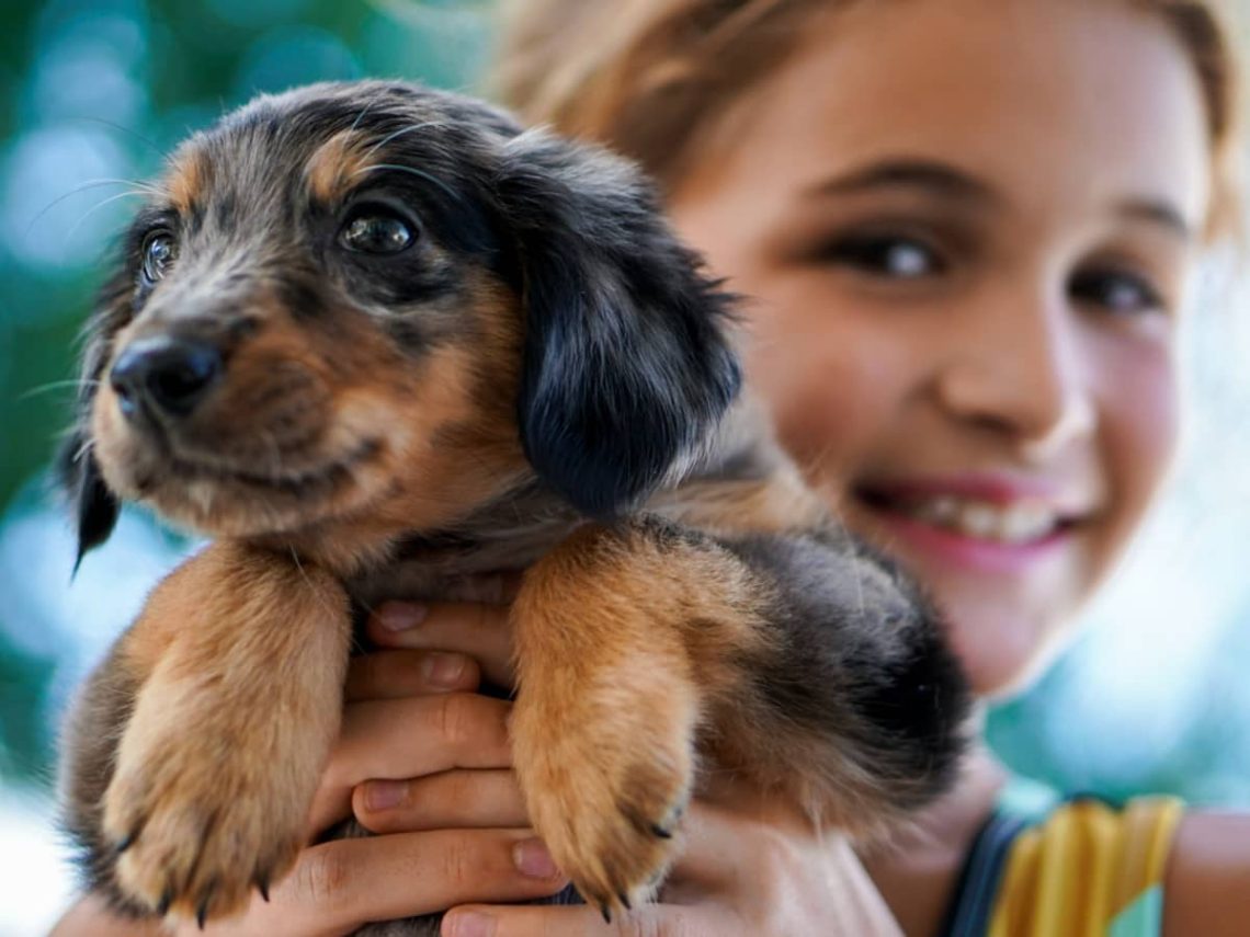 Dog for a child: the best breeds for children, recommendations