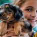 How to choose the right puppy: detailed instructions