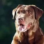 Dog intelligence and breed: is there a connection?