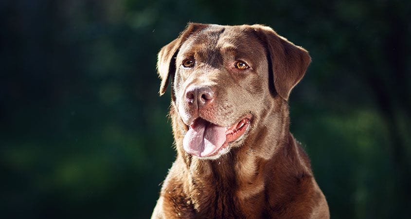 Dog intelligence and breed: is there a connection?