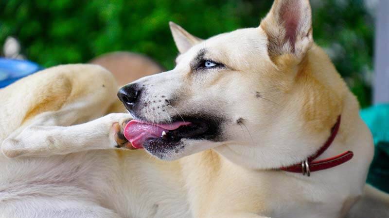 Dog licks paws - why and what to do about it?