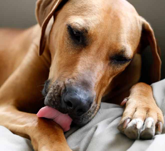 Dog licks paws: what to do?
