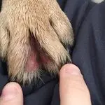 Dog licks paws: what to do?