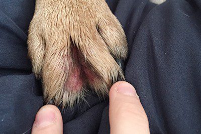 Dog licks paws: what to do?