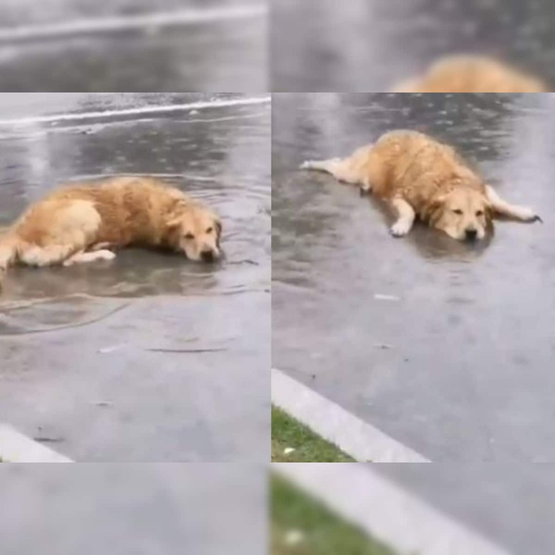 Dog makes puddles at home
