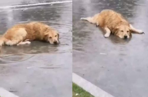 Dog makes puddles at home