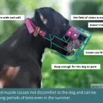 Dog muzzle. How to choose and train a dog?