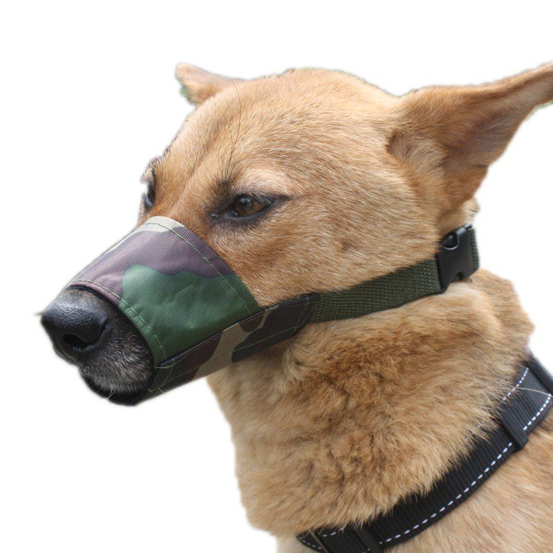 Dog muzzle. How to choose and train a dog?